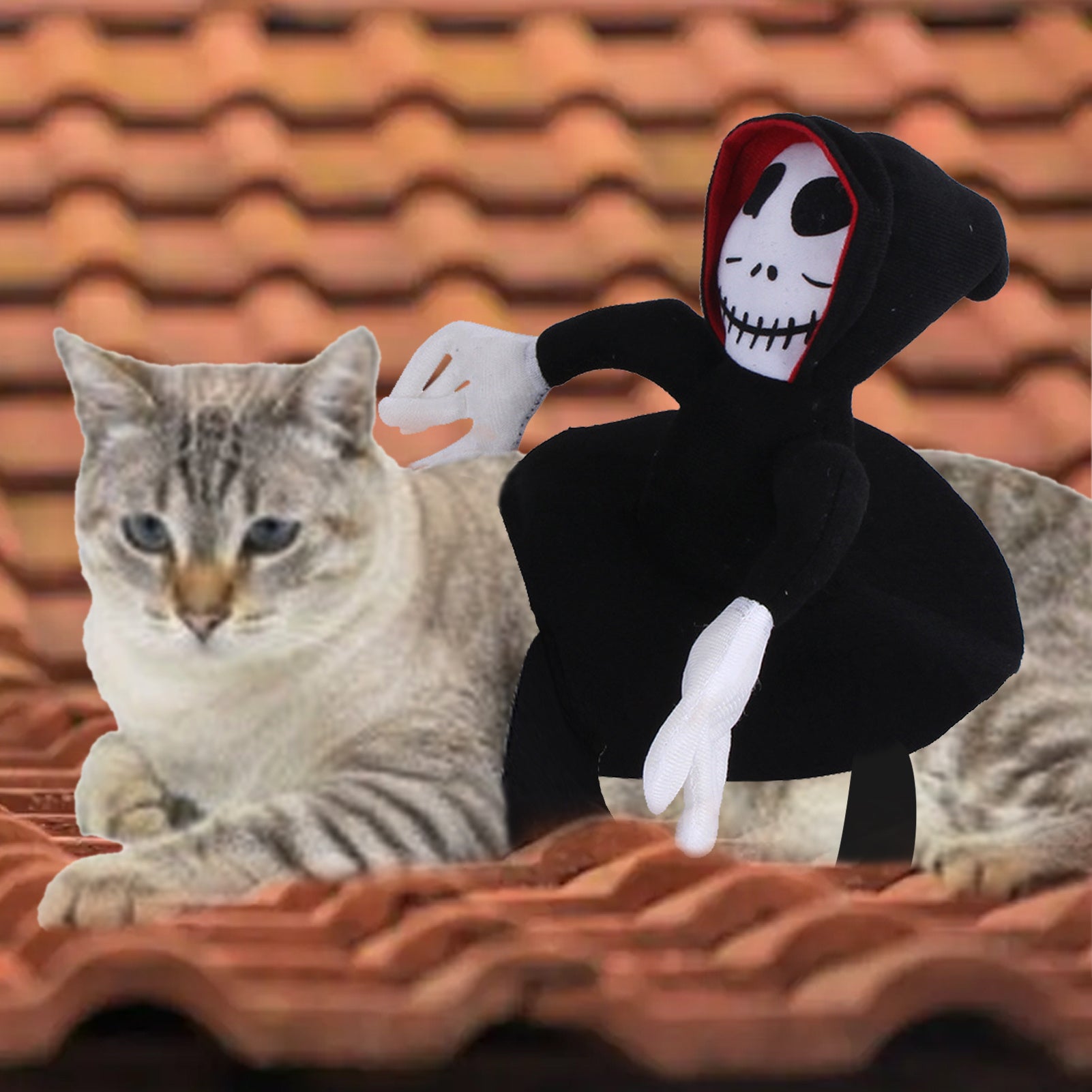 Mr. Skeleton