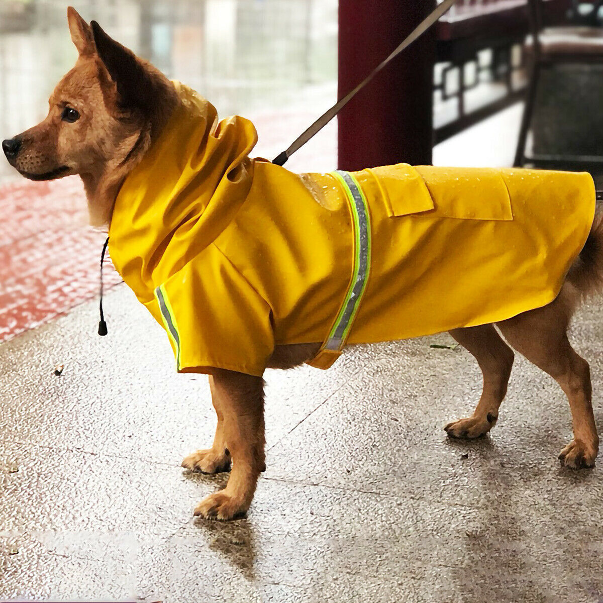 Doggy Raincoat